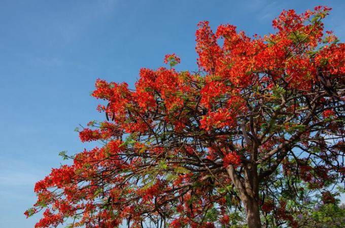 poinciana regală