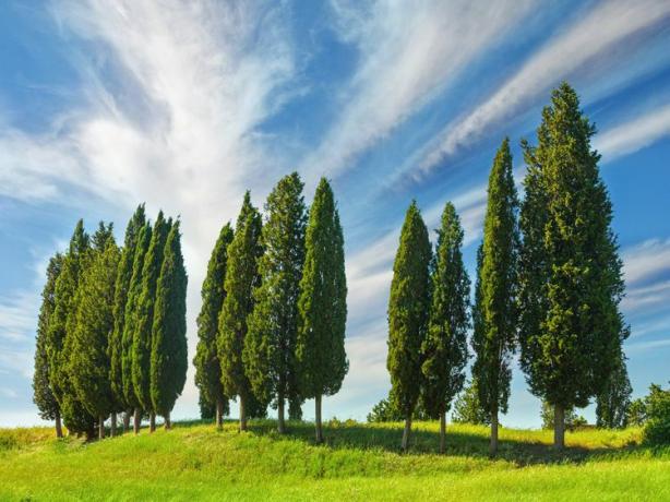 chiparoși italieni